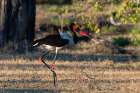 A saddle-billed stork walking Moremi Game Reserve-Okavango Delta-Botswana Art Print